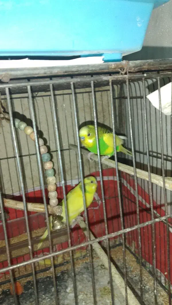 مرغ عشق|پرنده|الوند, |دیوار