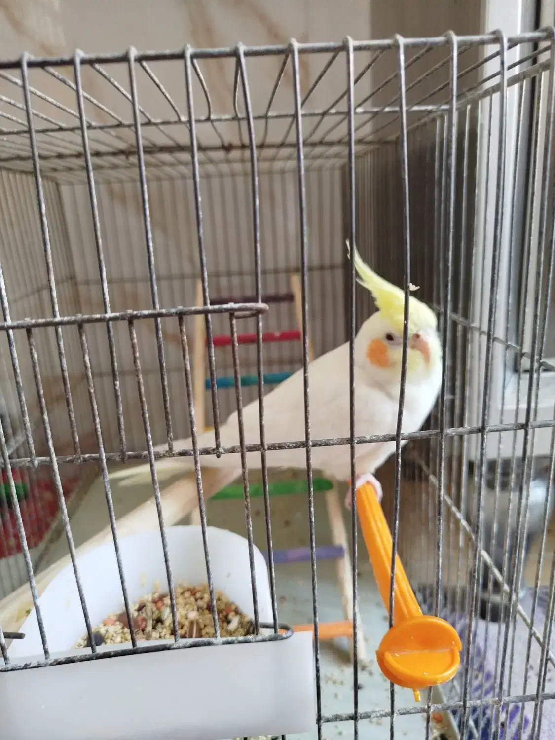 عروس هلندی|پرنده|شهر ری, شهرک نظامی|دیوار