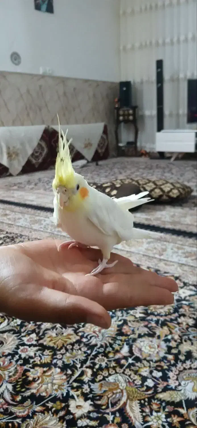 جوجه عروس|پرنده|سمنان, |دیوار