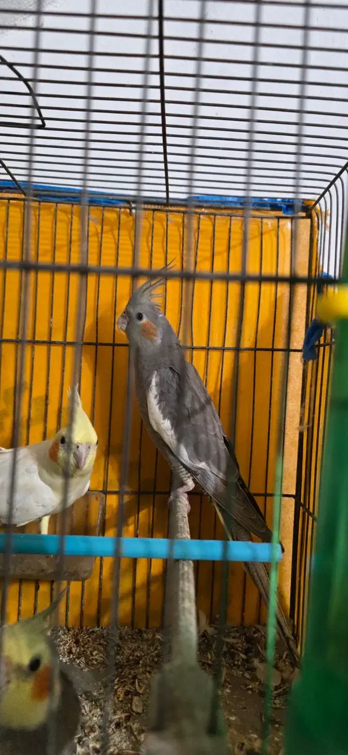 عروس هلندی|پرنده|رشت, پارک شهر|دیوار