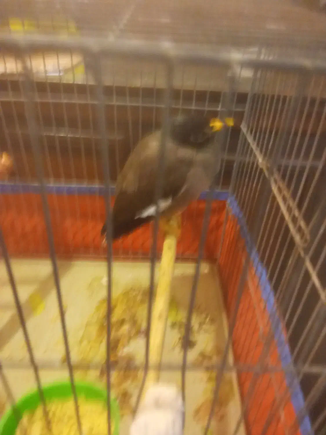 مینا سر حال|پرنده|قم, وادی السلام|دیوار