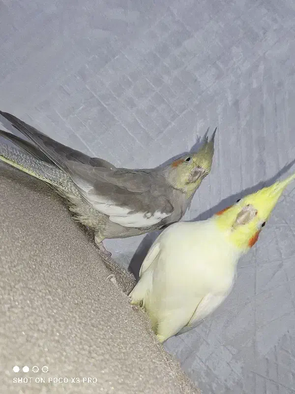 عروس هلندی سه عدد|پرنده|صحنه, |دیوار