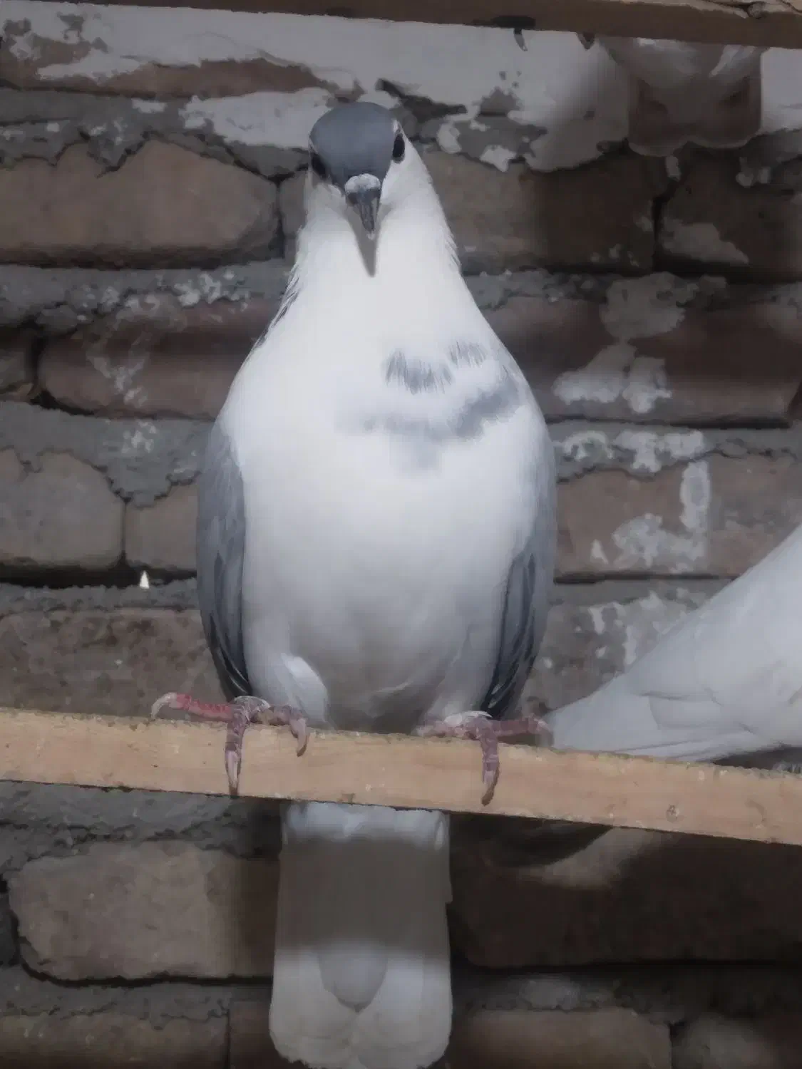 ساده سبز ماده عروسک|پرنده|خان ببین, |دیوار