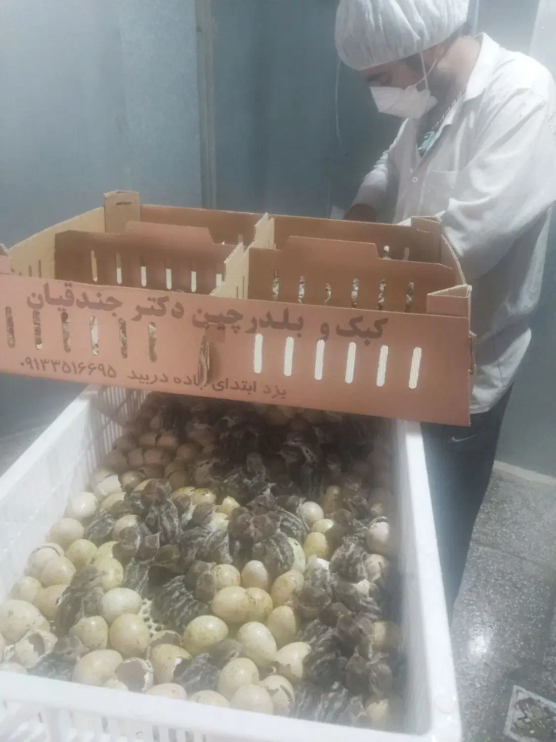 کود کبک|خدمات باغبانی و درختکاری|یزد, |دیوار