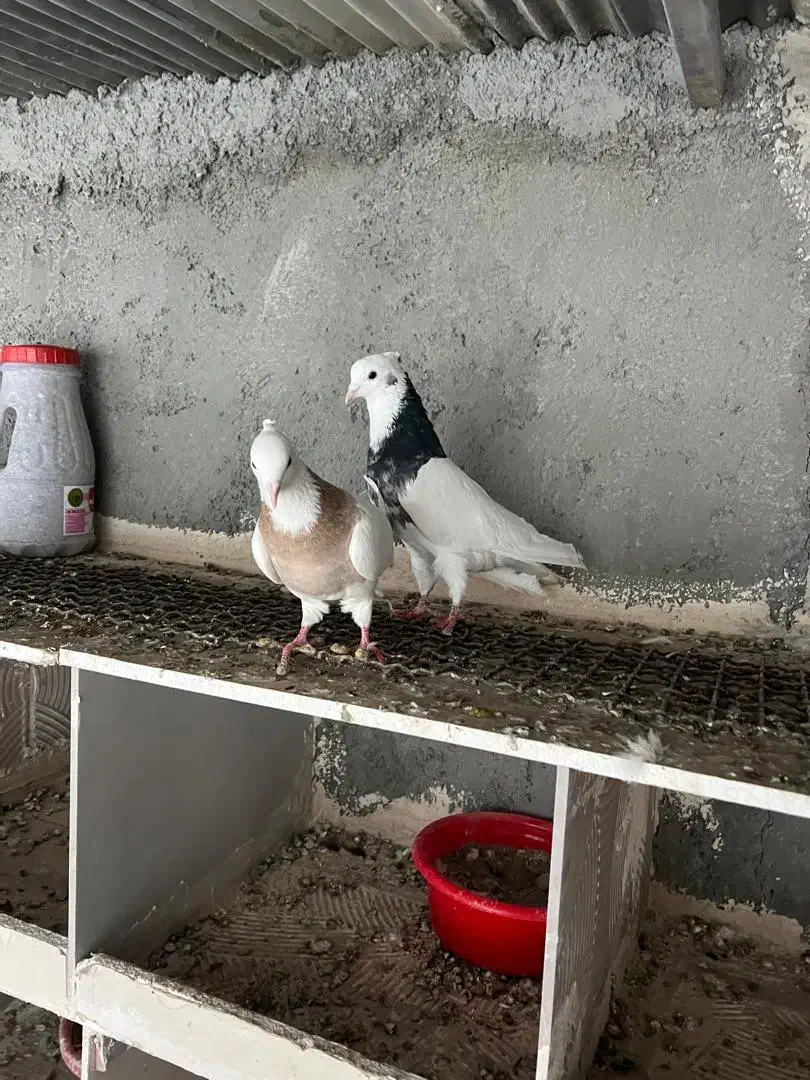 کبوتر طوقی|پرنده|تبریز, |دیوار