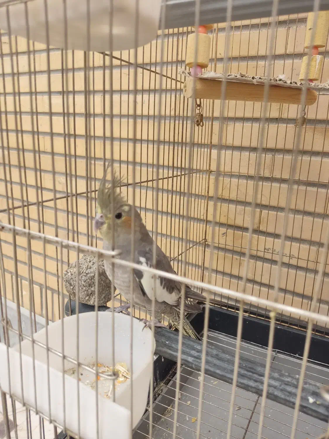 عروس هلندی|پرنده|قم, انصار‌الحسین|دیوار