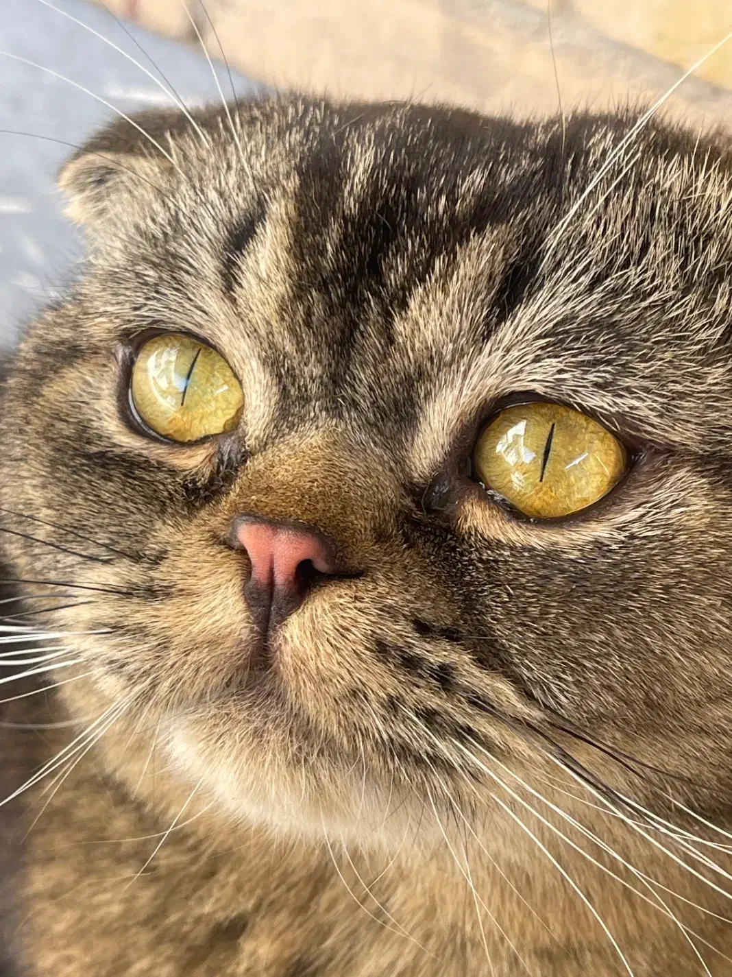 گربه گمشده|گربه|کرمان, |دیوار