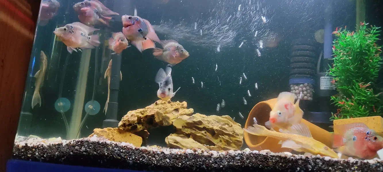 ماهی|ماهی|شهرکرد, |دیوار