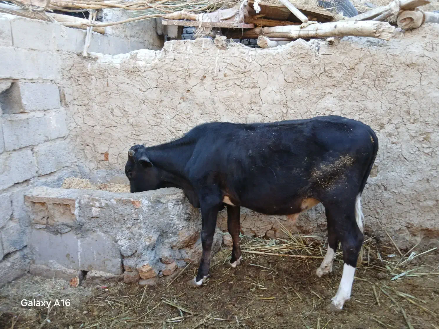 گوساله نره وگاو|حیوانات مزرعه|زابل, |دیوار