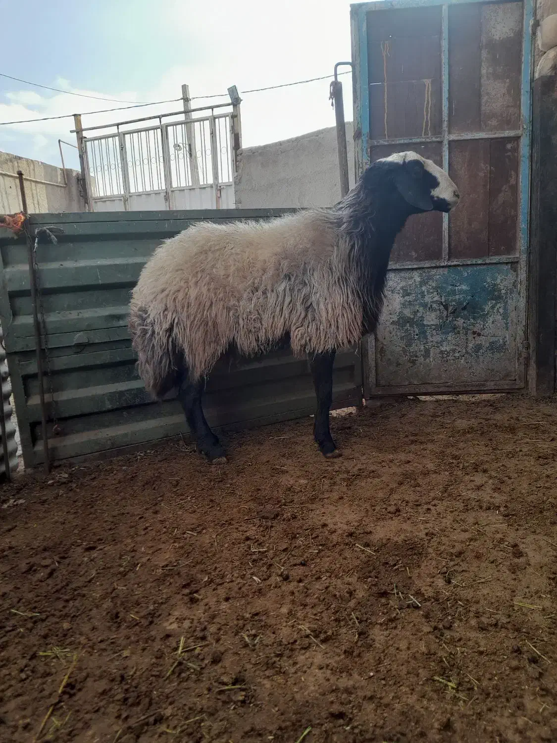 نژادشالبهتریننژاد|حیوانات مزرعه|سردرود, |دیوار