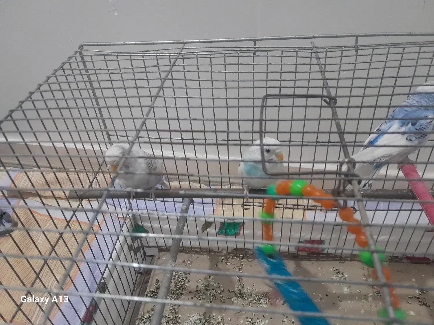 2عدد مرغ عشق نر و1عدد ماده به فروش میرسد|پرنده|سراب, |دیوار