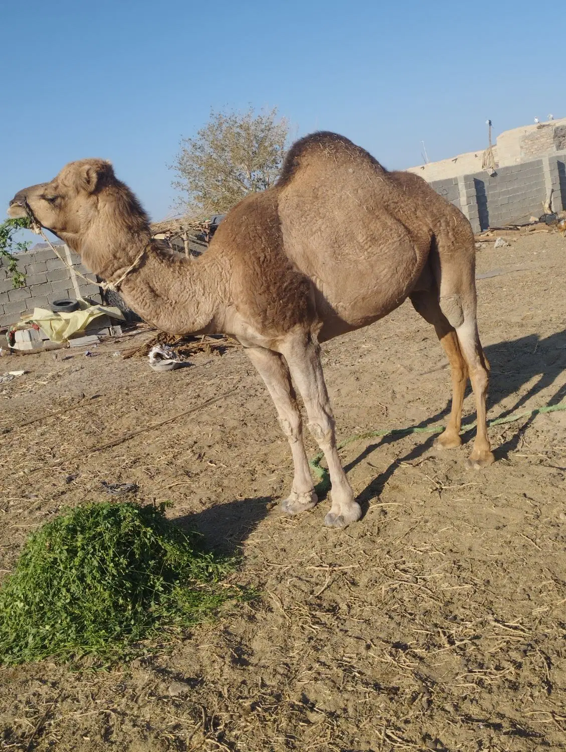 خاش|حیوانات مزرعه|خاش, |دیوار