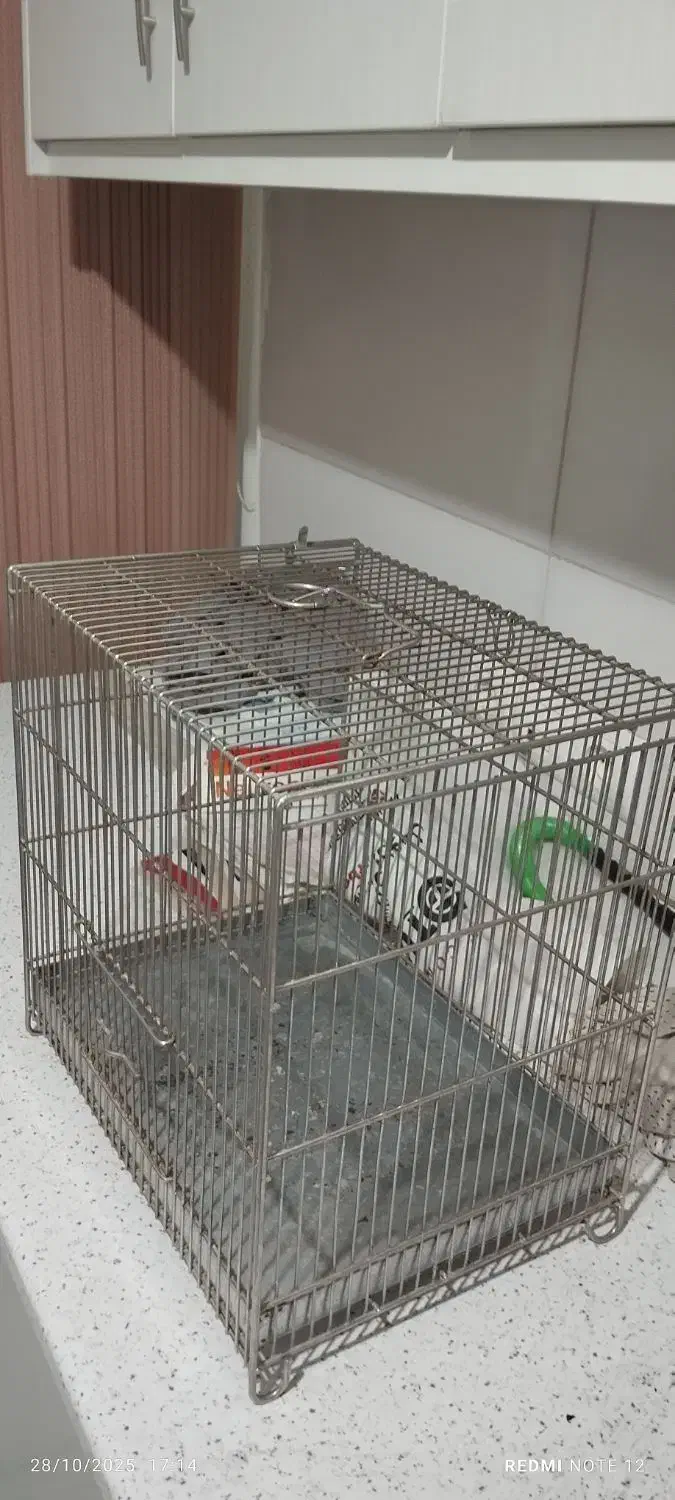 قفس صفایی سهره|لوازم جانبی حیوانات|ری, شهید غیوری (ابن باویه)|دیوار