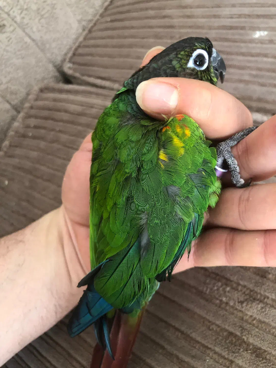 طوطی گرینچیک پاید رنگ خاص|پرنده|اصفهان, جلفا|دیوار