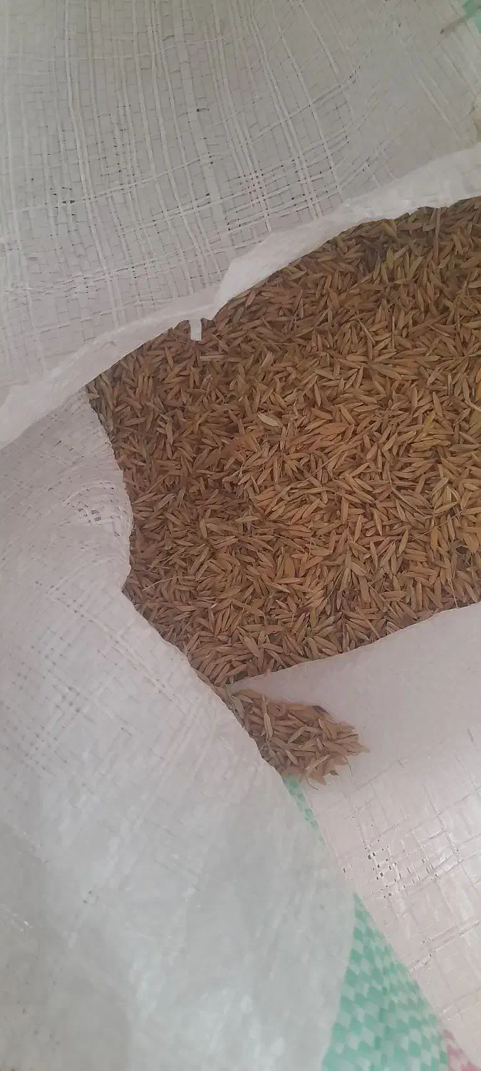 شالی ندا|خدمات باغبانی و درختکاری|گنبد کاووس, |دیوار