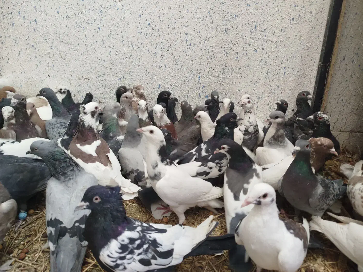 کفتر یا کبوتر بیرونی ب شرط هوا|پرنده|شیراز, پودنک|دیوار