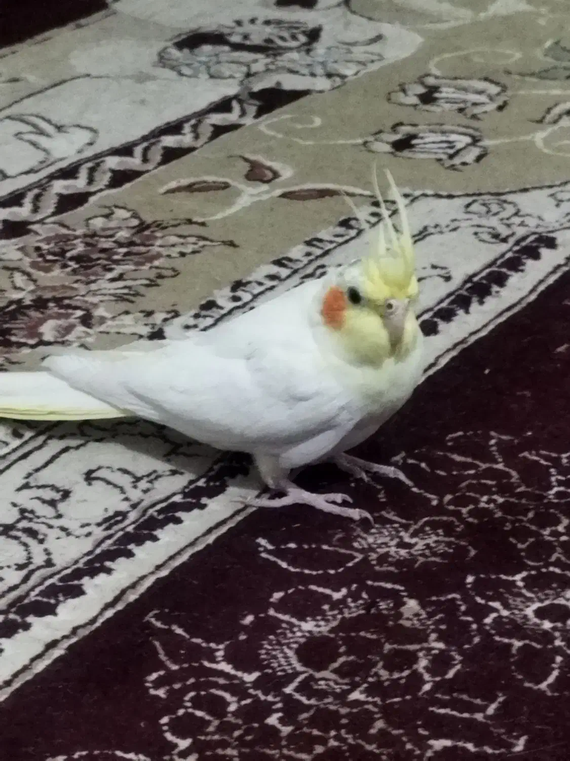 عروس هلندی|حیوانات|اسفراین, |دیوار