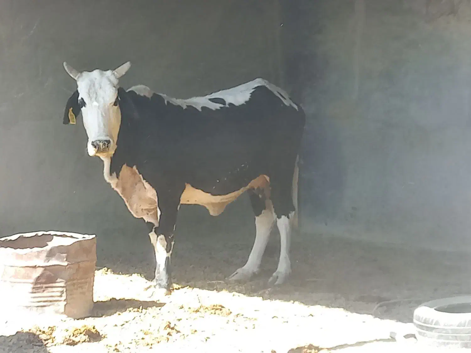 گاو سیستانی|حیوانات مزرعه|قرقری, |دیوار