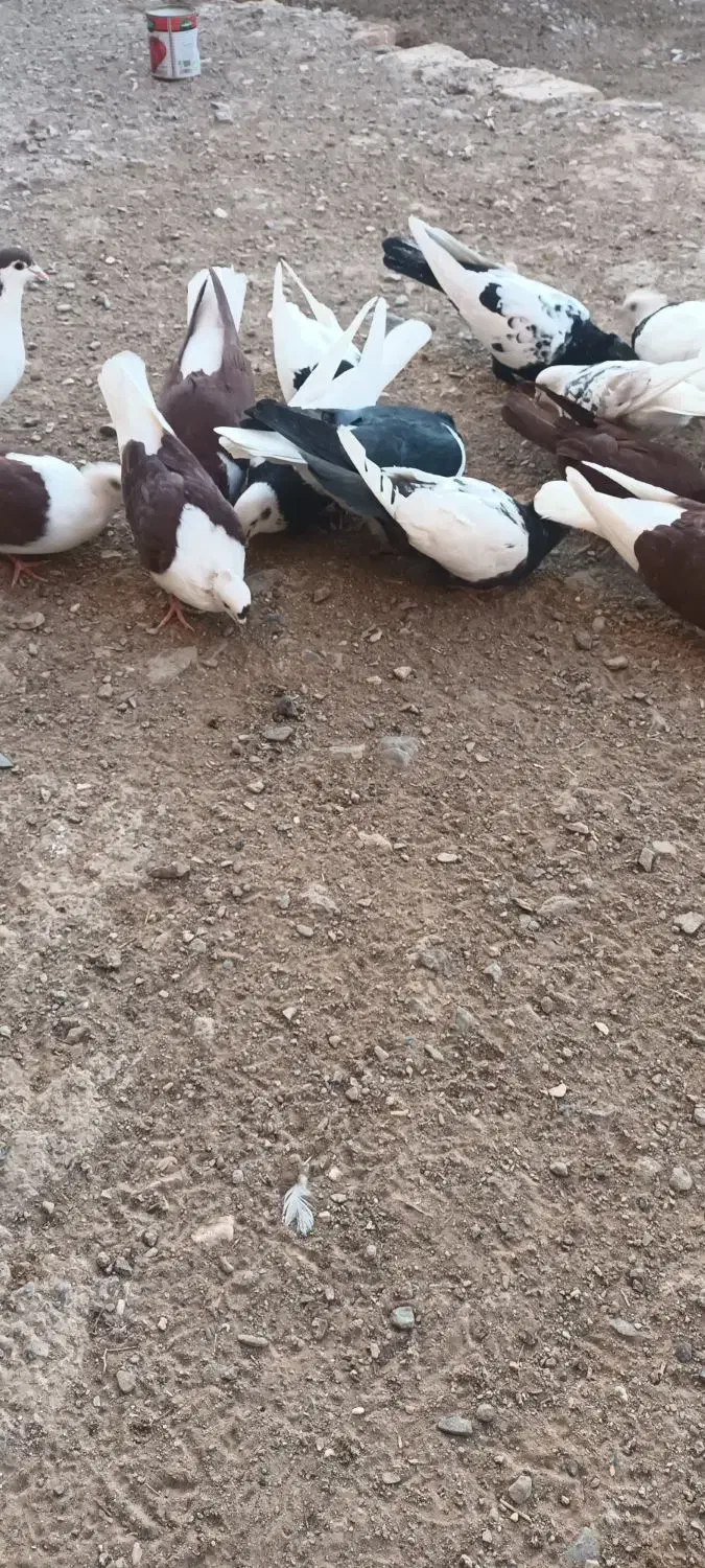 کبوتر|پرنده|سده (خراسان جنوبی), |دیوار