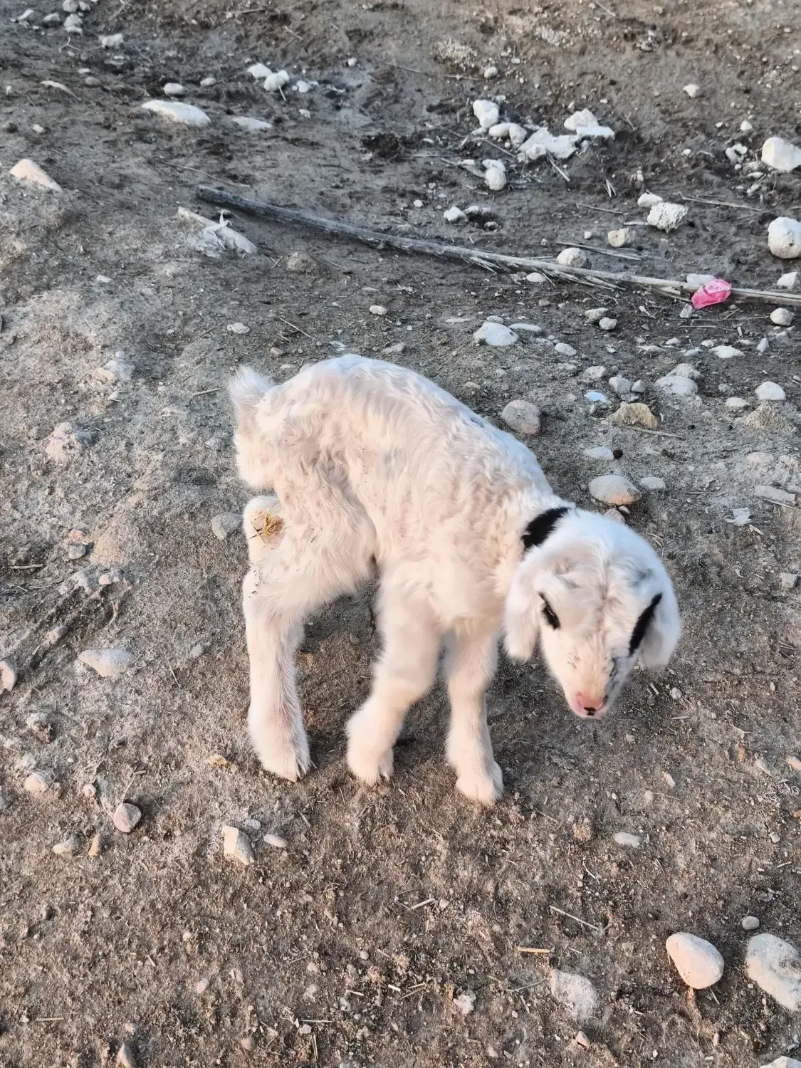 فروش یک راس بره شیری نر سالم|حیوانات مزرعه|جره و بالاده, |دیوار