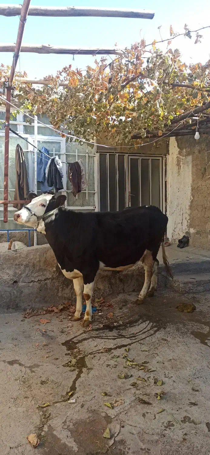 گاوسیمینتال اصیل ابستن|حیوانات مزرعه|صحنه, |دیوار