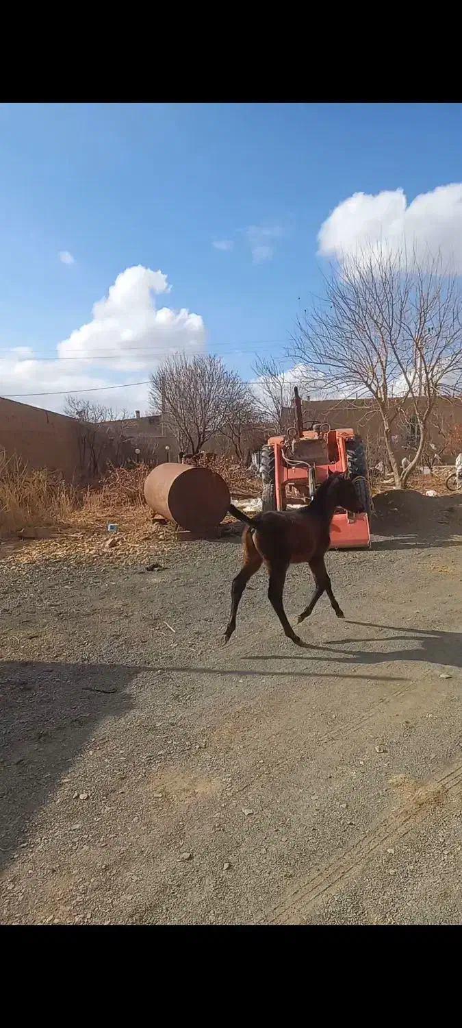 اسب|اسب و تجهیزات اسب‌سواری|اراک, |دیوار