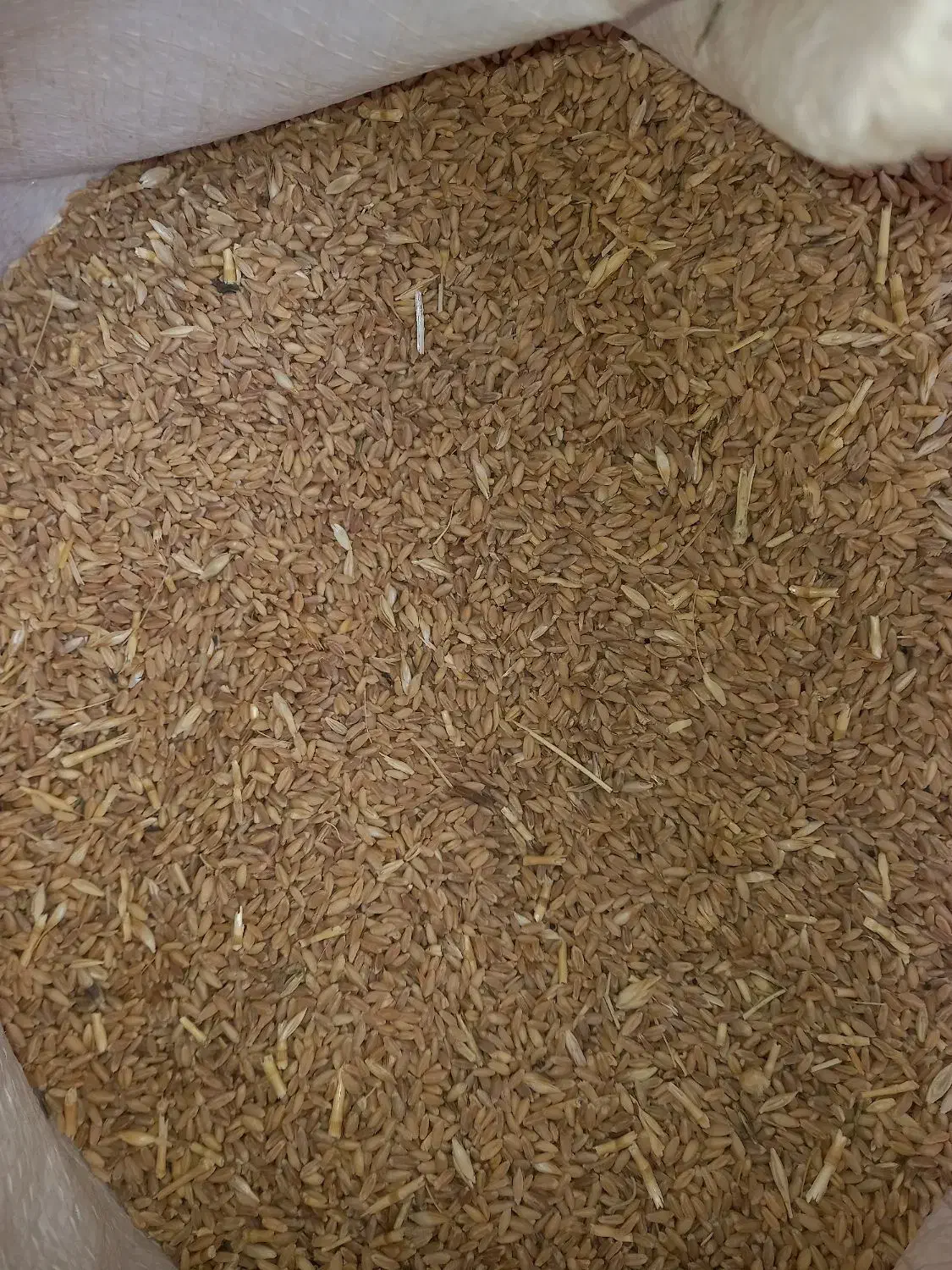 گندم قرمز|خدمات باغبانی و درختکاری|مشهد, خرمشهر|دیوار