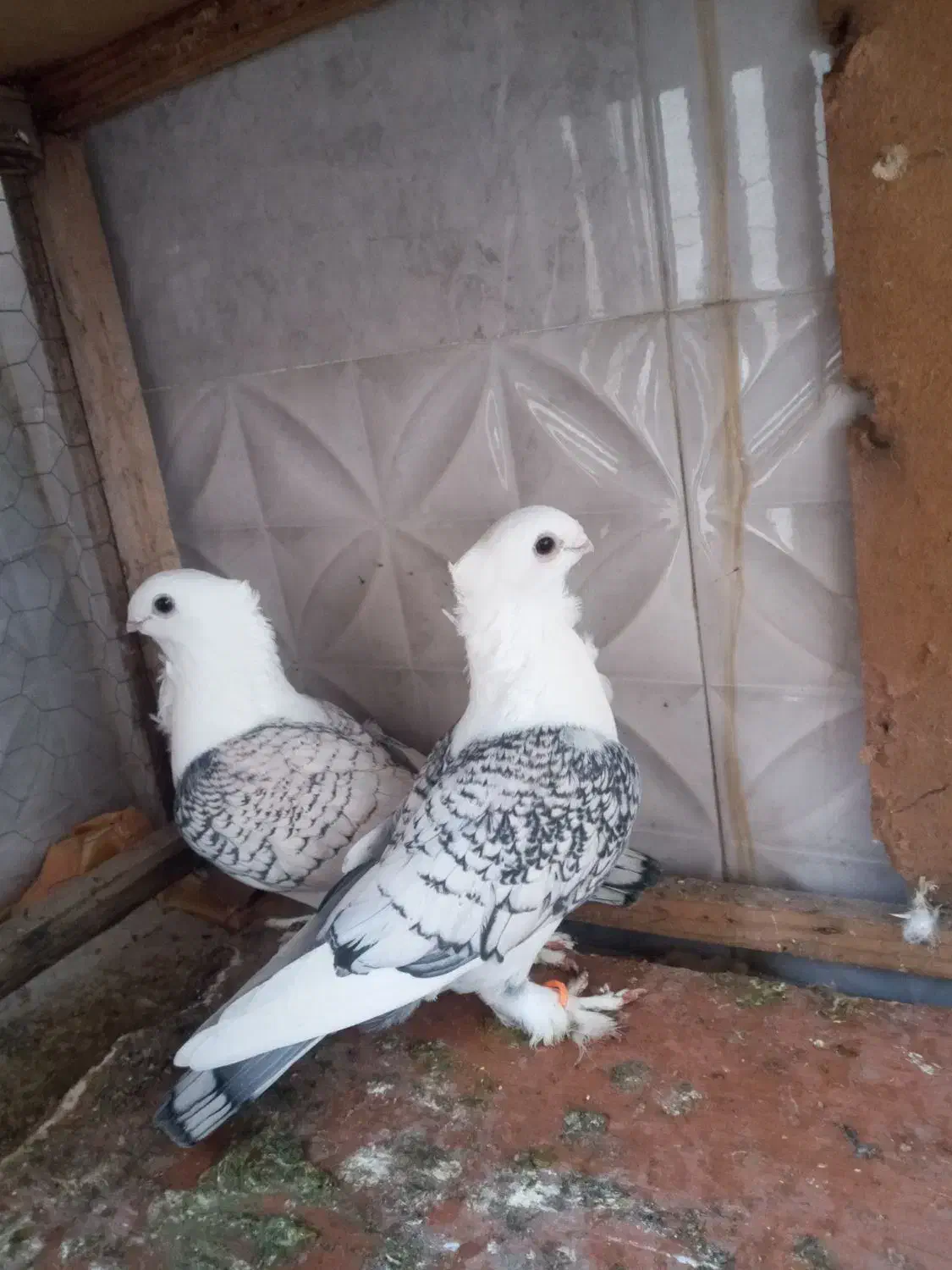 تکپروساده|پرنده|تاتار علیا, |دیوار