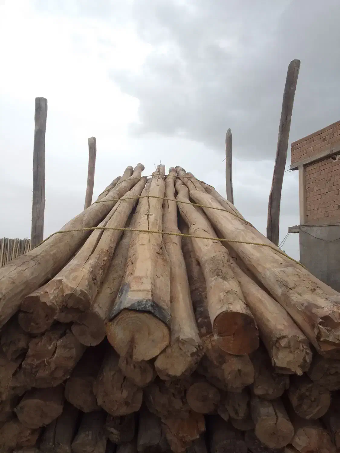 خرید چوب خشک و ضایعات باغی|خدمات باغبانی و درختکاری|مراغه, |دیوار