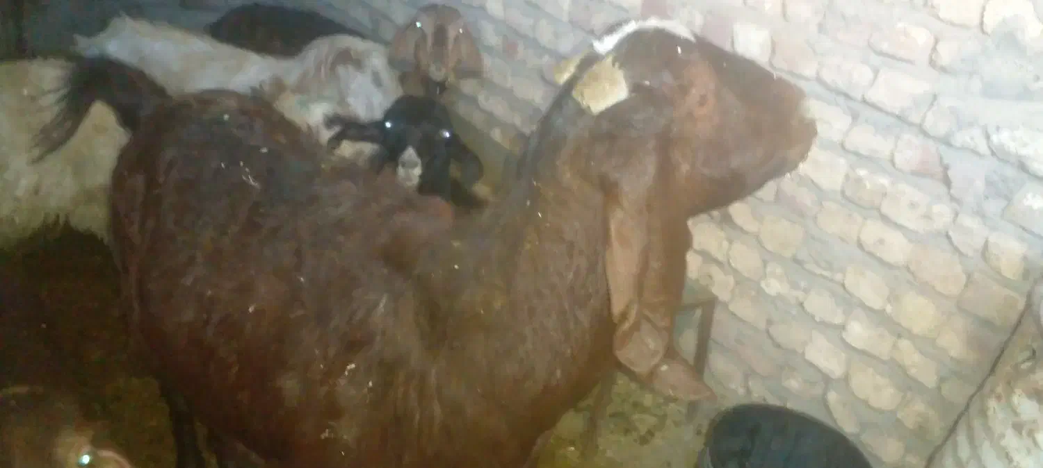 بزعربی اصل ابستن سه قلوزا|حیوانات مزرعه|باوله, |دیوار