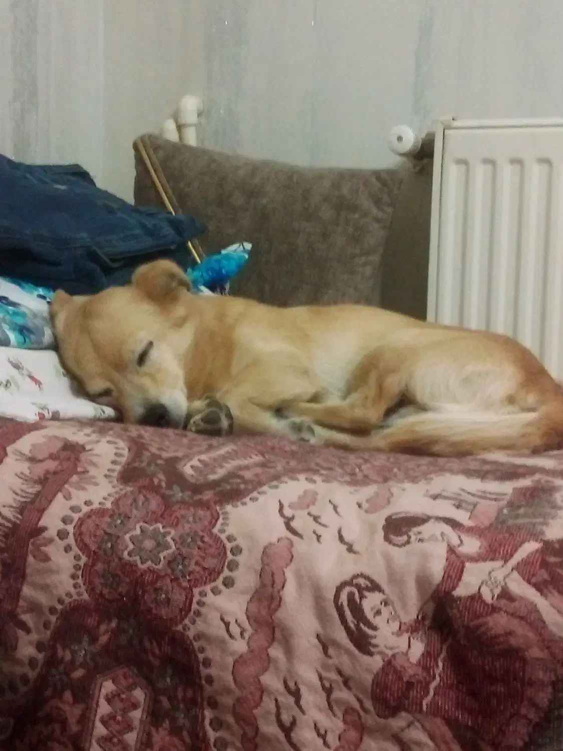 گمشده|حیوانات|اراک, |دیوار