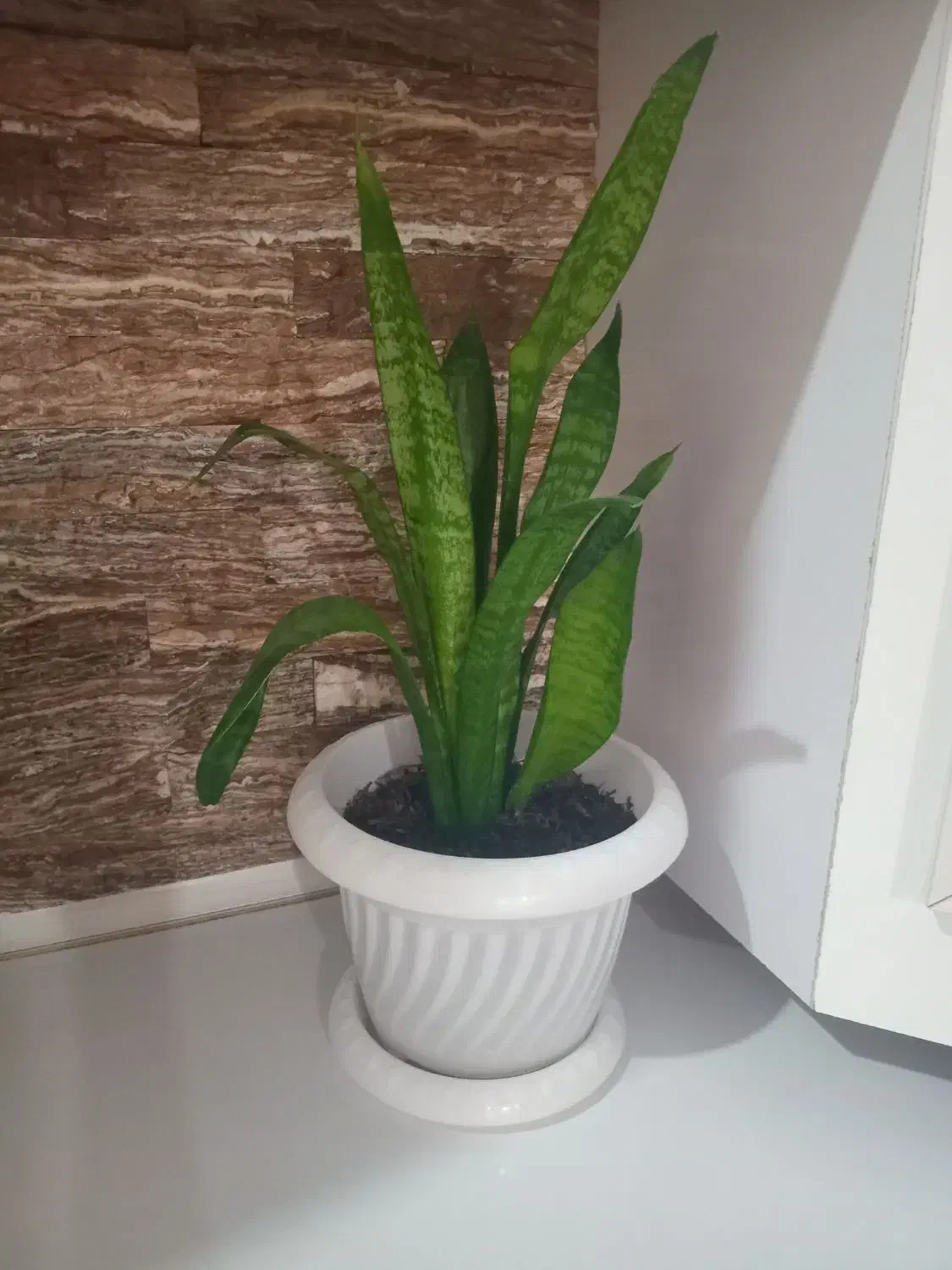 گل طبیعی|گل و گیاه طبیعی|دهلران, |دیوار