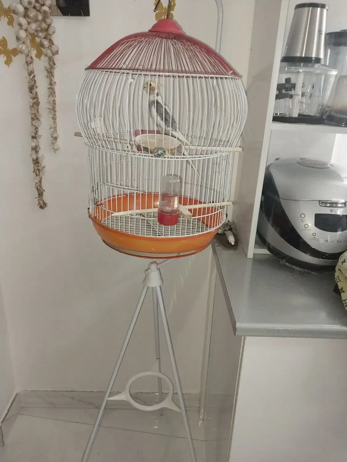 پرنده عروس هلندی|پرنده|رشت, جماران|دیوار