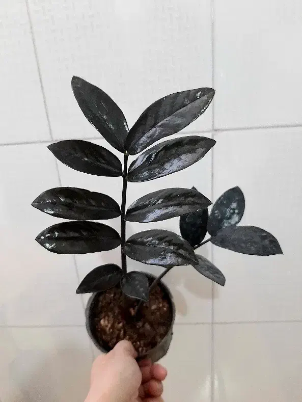 زاموفیلیا سوپر بلک قیمت فقط 80 و 60 هزار تومان|گل و گیاه طبیعی|نیشابور, شهرک قدس|دیوار