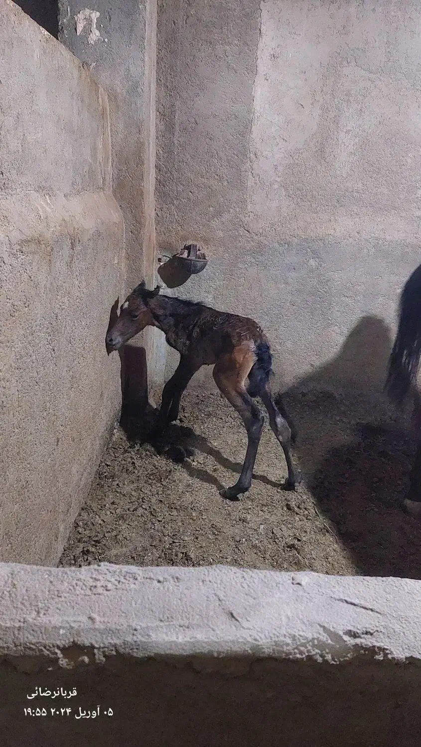 یکی الاغ(خر)باکره خرگمشده|حیوانات|یزد, |دیوار