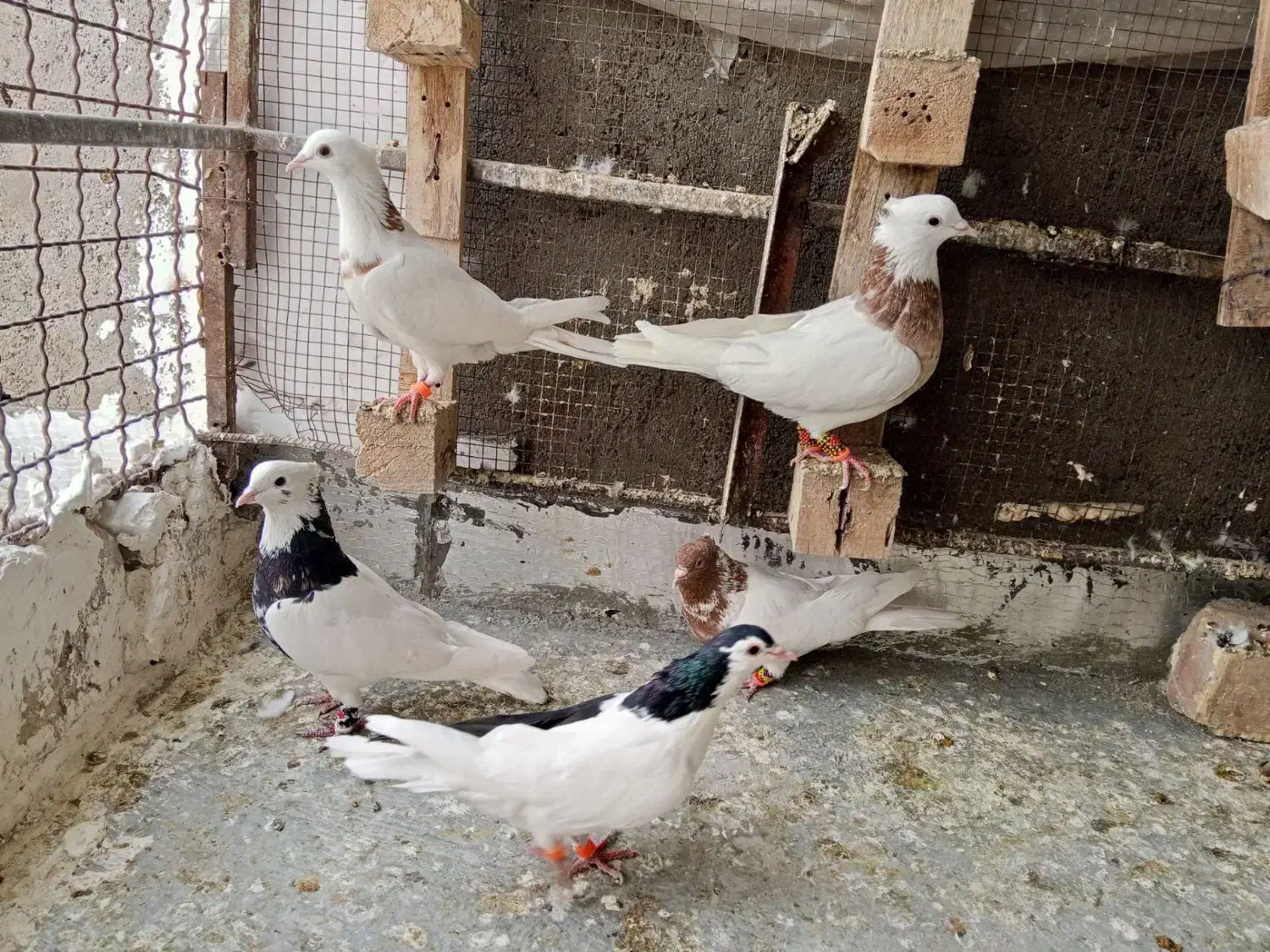 کبوتر|پرنده|بجنورد, |دیوار