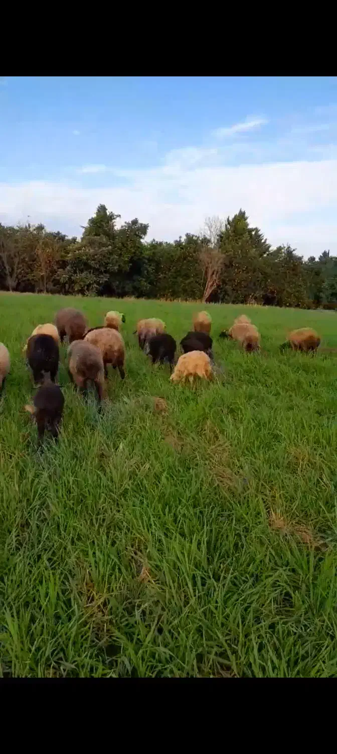 گوسفند|حیوانات مزرعه|خوش‌رودپی, |دیوار