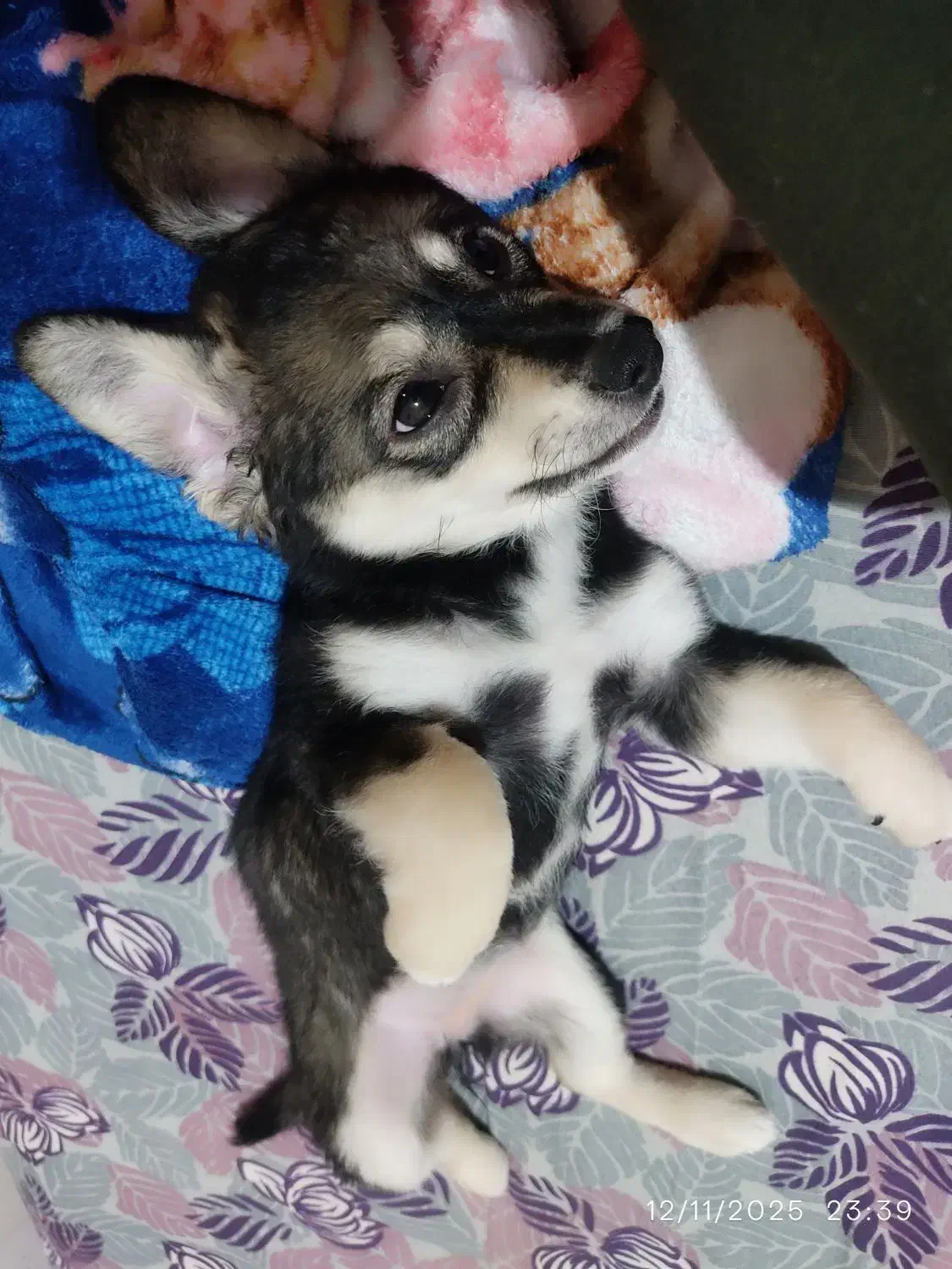 واگذاری سگ رایگان|سگ|ری, اقدسیه|دیوار