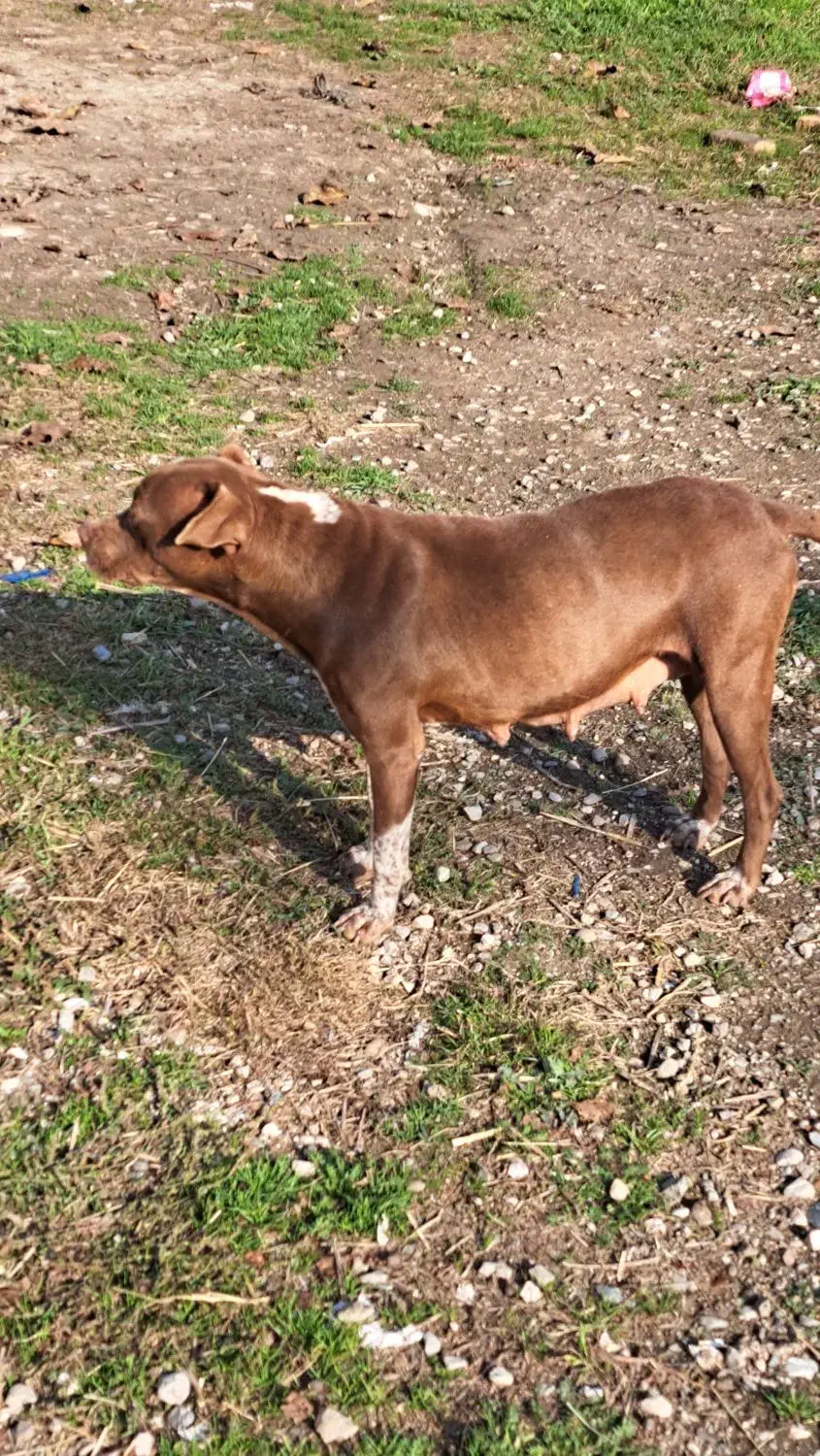 واگذاری سگ ماده|سگ|رامیان, |دیوار