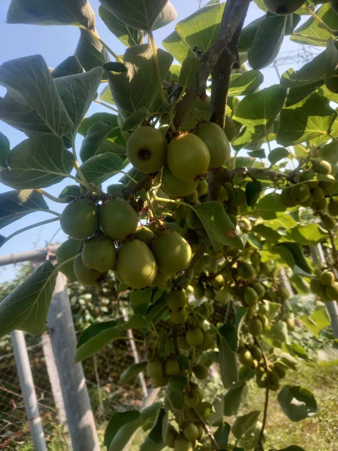 فروش کیوی|خوردنی و آشامیدنی|چوبر, |دیوار