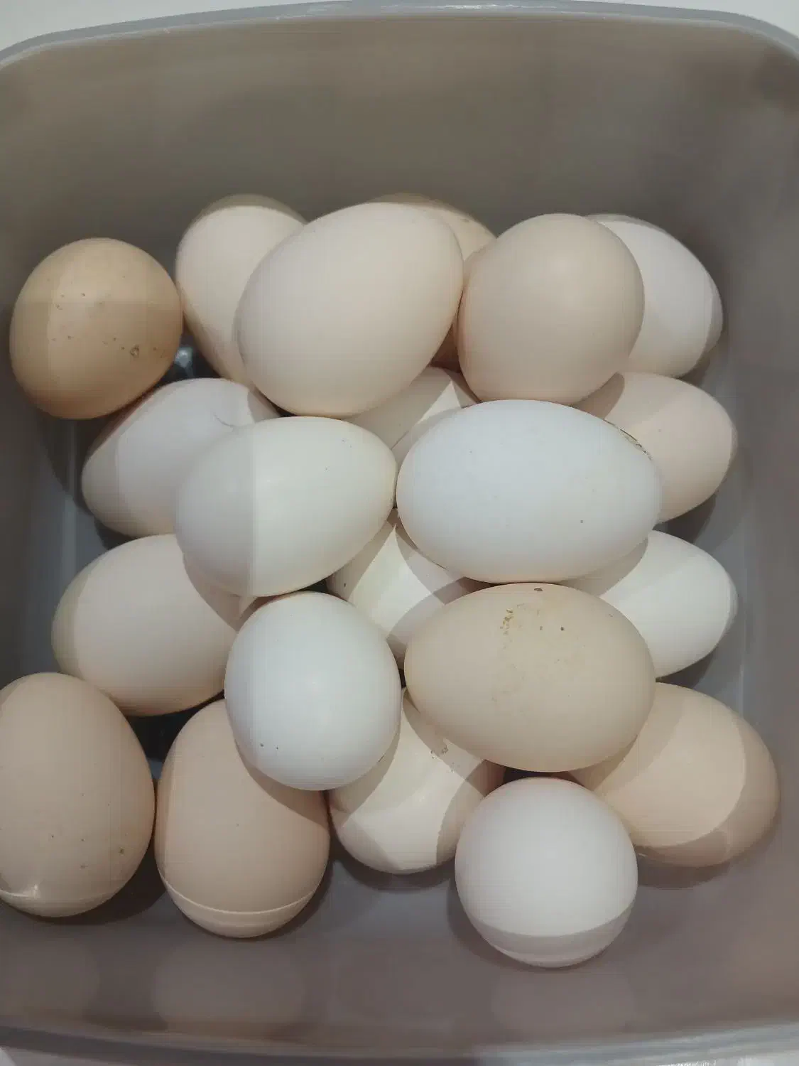 تخمه مرغ نطفه دار گلین لری|حیوانات مزرعه|اصفهان, گرکان|دیوار