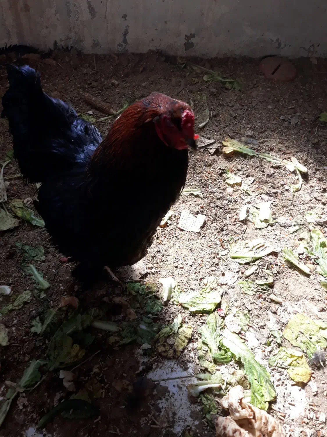 چند مرغ برهمایی وپاپری جهت فروش|حیوانات مزرعه|پاسارگاد, |دیوار