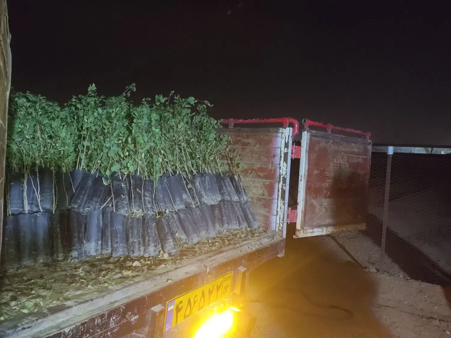 نهال پسته بادامی زرندی|حراج|شاهین‌شهر, گرگاب|دیوار