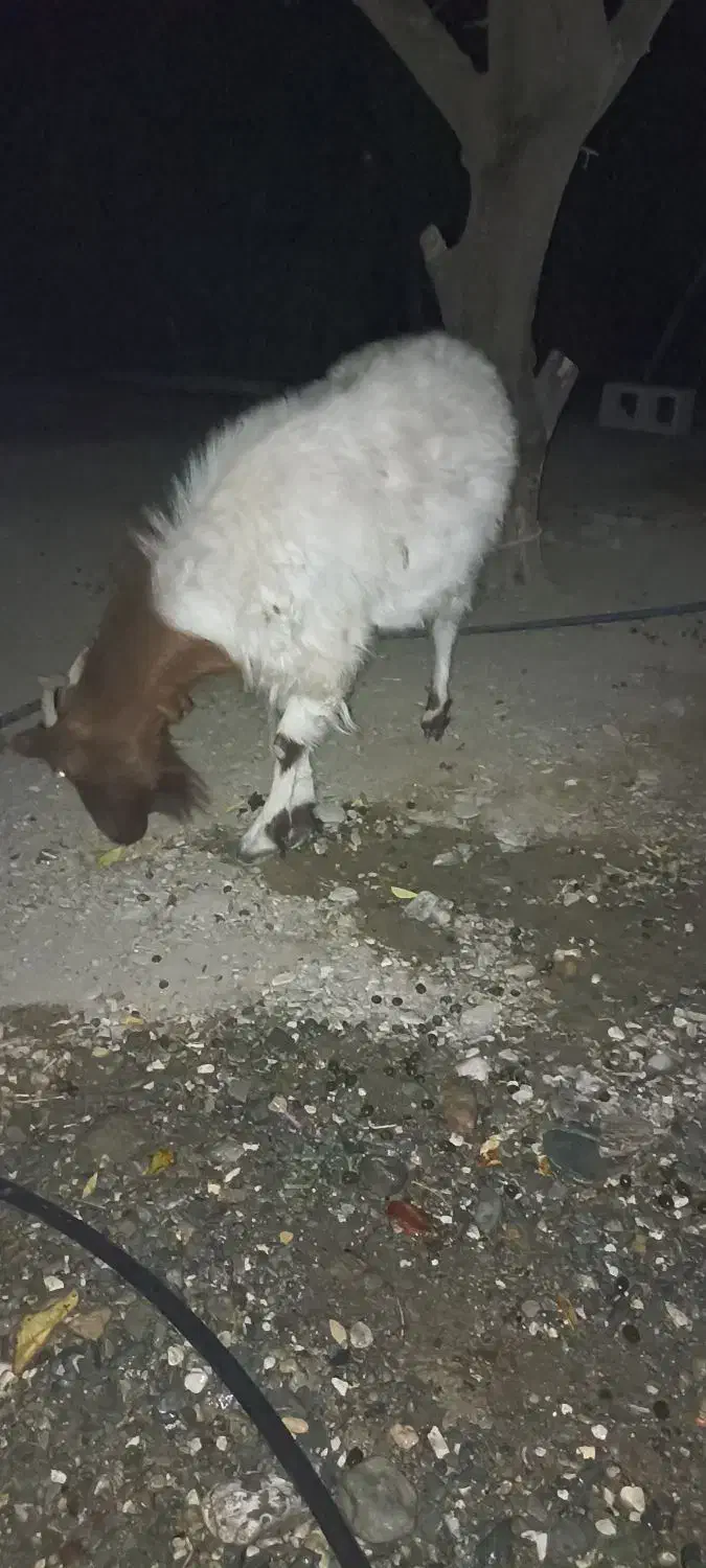 فروش فوری|حیوانات مزرعه|فاریاب, |دیوار