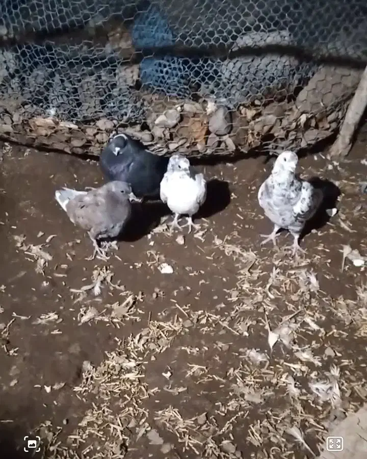 پرنده|پرنده|زنجان, |دیوار