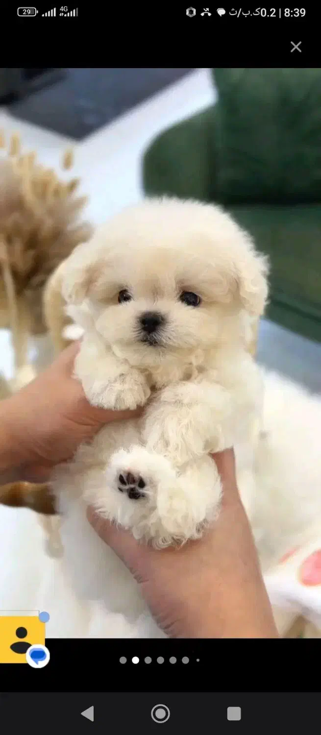 کوچولوهای ریزه میزه|سگ|کرمان, |دیوار