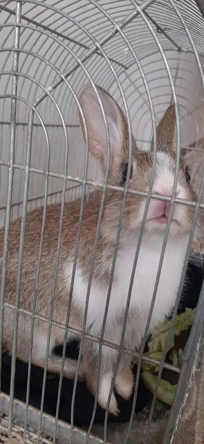 خرگوش|موش و خرگوش|کرمانشاه, |دیوار