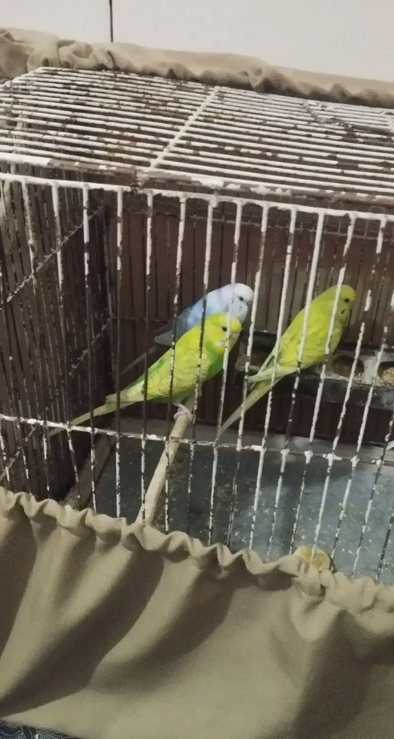 پرنده|پرنده|گرمسار, |دیوار