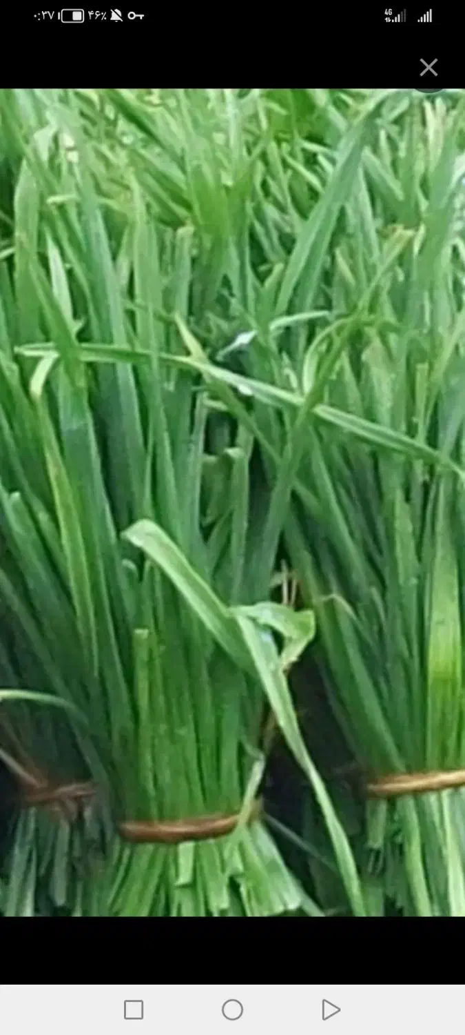 خدمات سبزی خورشتی آشی وپیاز سرخ شده|خوردنی و آشامیدنی|رشت, بلوار گیلان|دیوار