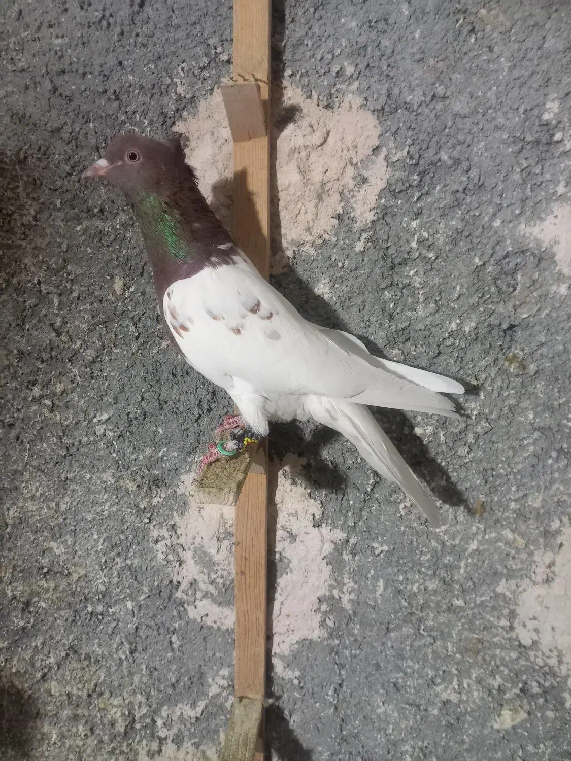 کبوتر پرشی و جفتی دم سفید و سار|پرنده|بجنورد, |دیوار